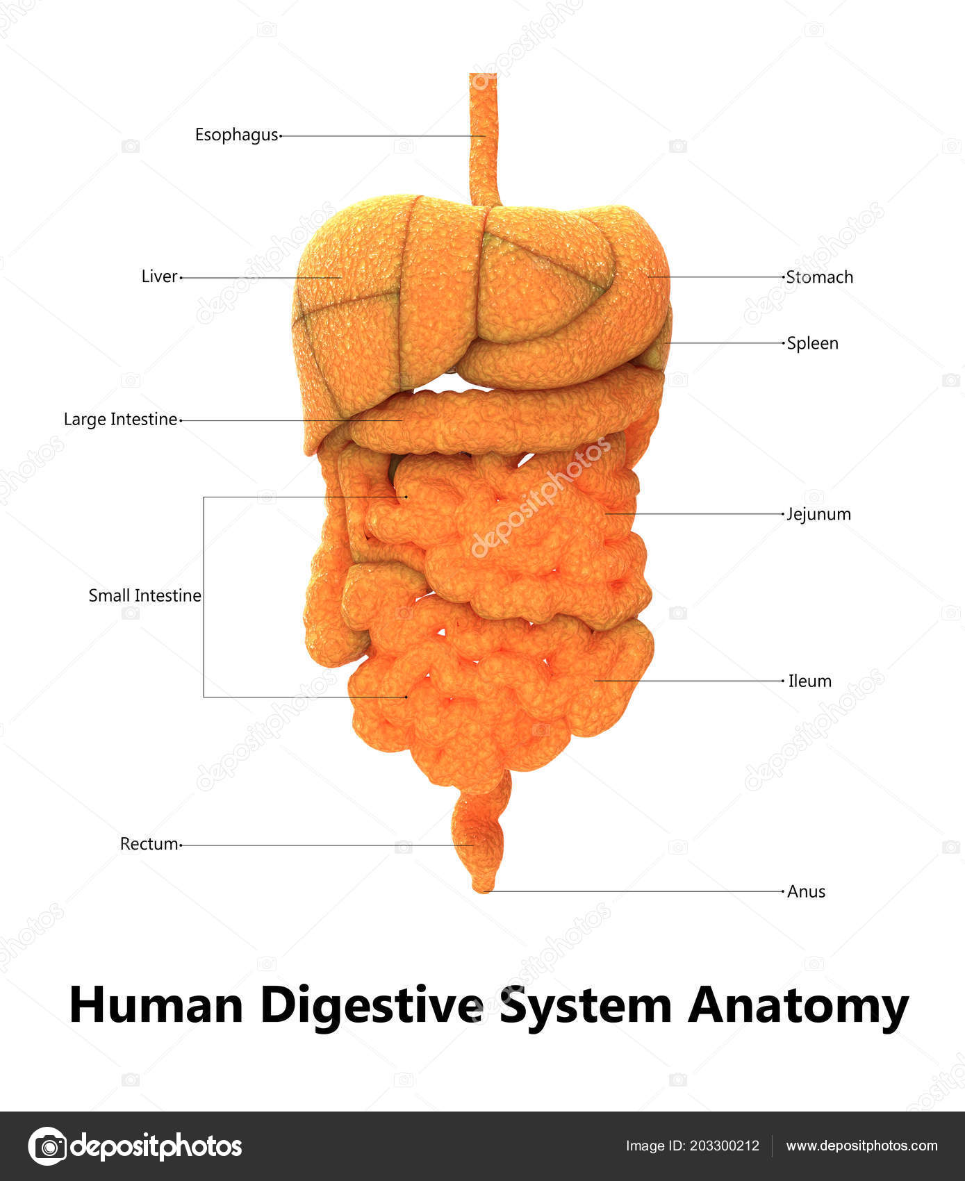 Illustration Human Digestive System Anatomy Stock Photo By ©magicmine