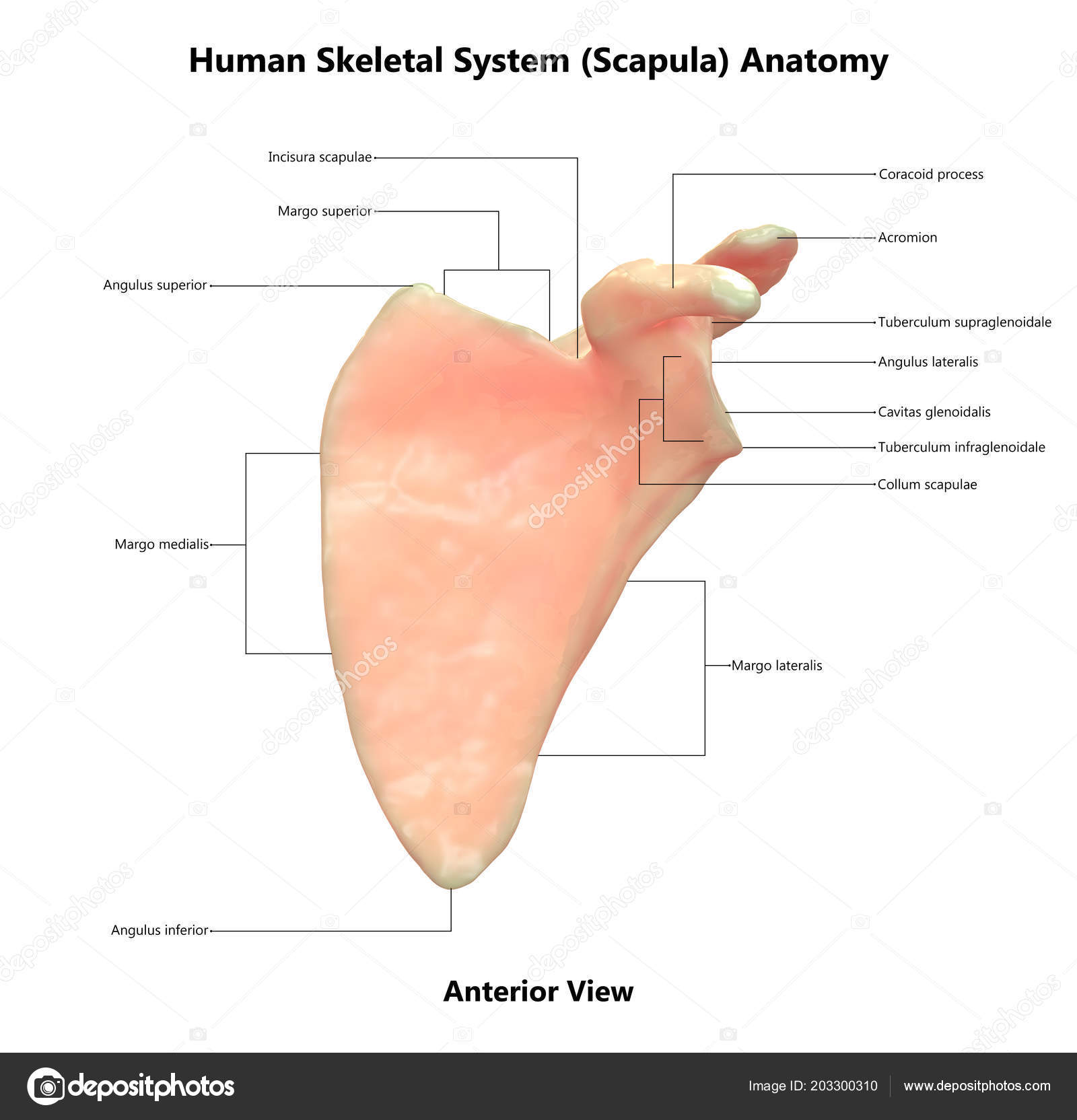 Patronise Macadam Evakuering Scapula Pictures, Scapula Stock Photos & Images | Depositphotos®