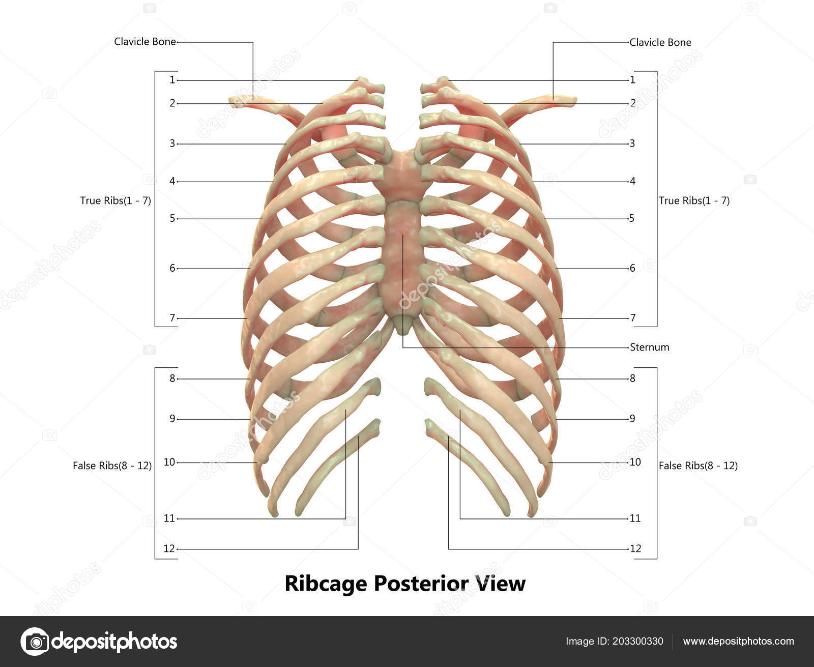 Rib Cage Pictures Images Stock Photos Depositphotos