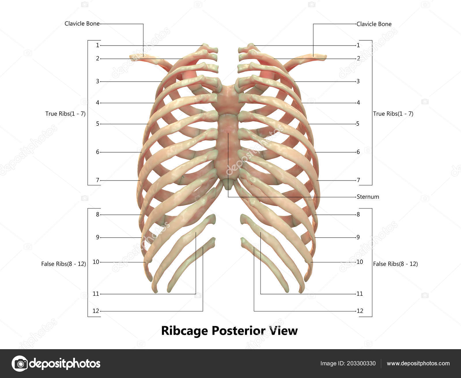 Rib Cage Anatomy : Rib Cage Diagram Vintage Anatomy Print 2 Drawing By