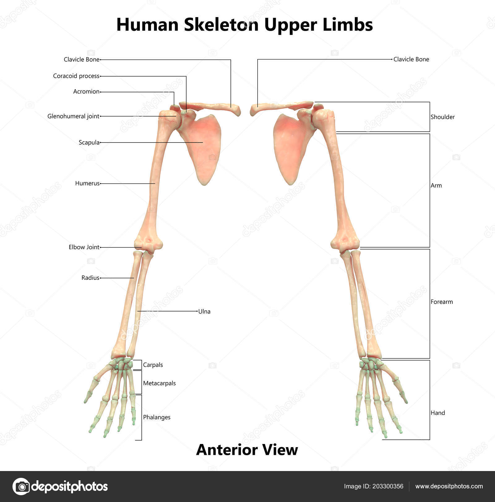Illustration Human Skeleton System Upper Limbs Anatomy Stock Photo by Biology Diagrams