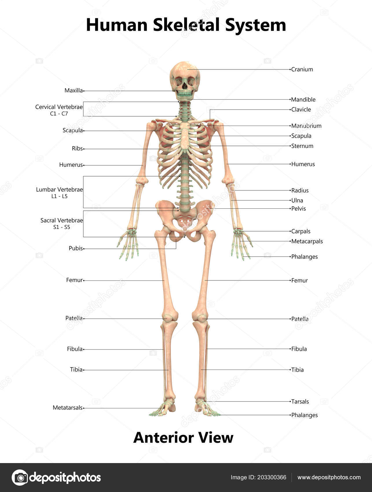 Picture: a skeleton system | Illustration Human Skeleton System Anatomy ...