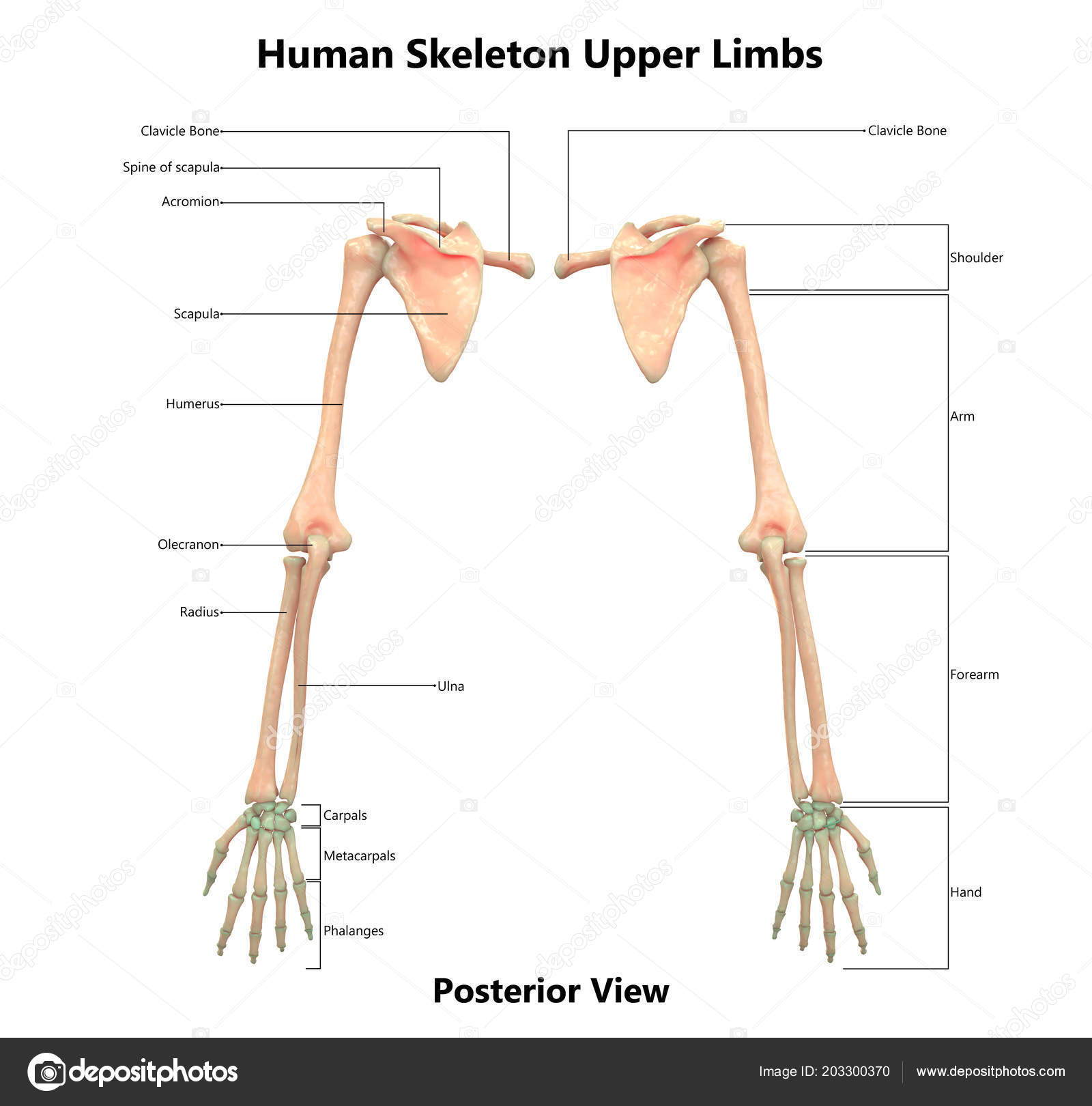 Illustration Human Skeleton System Upper Limbs Anatomy Stock Photo by ... Biology Diagrams