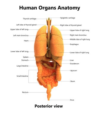 3D illüstrasyon insan vücudunun organları anatomi
