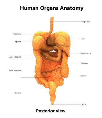 İnsan sindirim sistemi anatomisi 3D çizimi