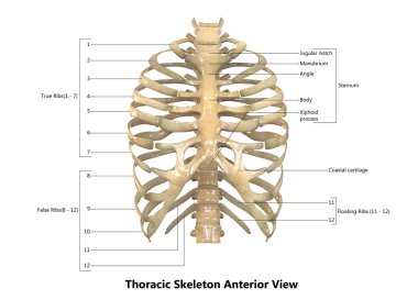 3D illüstrasyon insan iskelet sistemi torasik iskelet anatomi