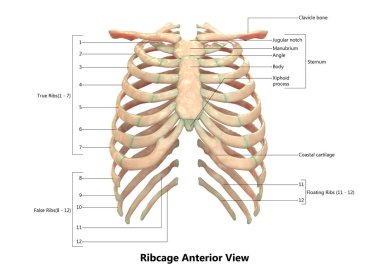 İnsan iskeletinin 3 boyutlu tasviri Kaburga Kafesi Anatomisi