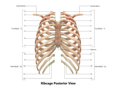 İnsan iskeletinin 3 boyutlu tasviri Kaburga Kafesi Anatomisi