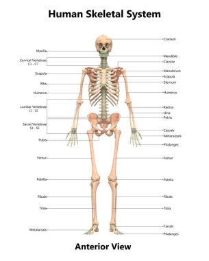 İnsan iskelet sistemi anatomisi 3D çizimi