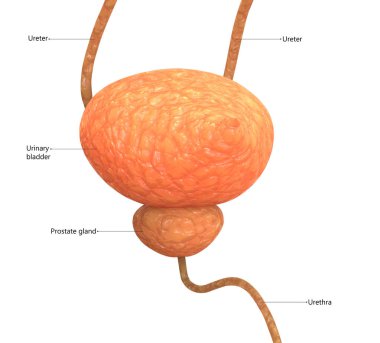 3D illüstrasyon insan üriner sistem anatomisi