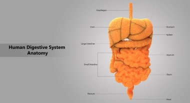 İnsan sindirim sistemi anatomisi 3D çizimi