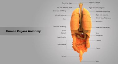 3D illüstrasyon insan vücudunun organları anatomi