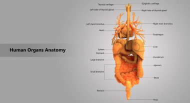 3D illüstrasyon insan vücudunun organları anatomi
