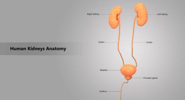 3D illüstrasyon insan üriner sistem anatomisi