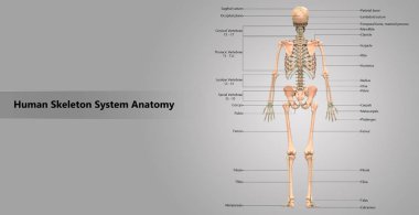 İnsan iskelet sistemi anatomisi 3D çizimi