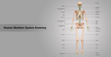 İnsan iskelet sistemi anatomisi 3D çizimi