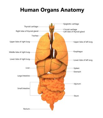 3D illüstrasyon insan vücudunun organları anatomi
