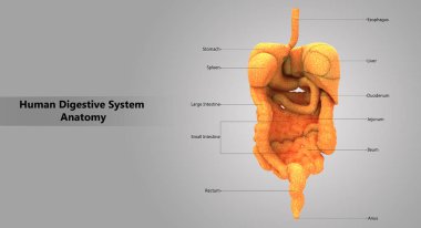 İnsan sindirim sistemi anatomisi 3D çizimi
