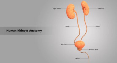 3D illüstrasyon insan üriner sistem anatomisi