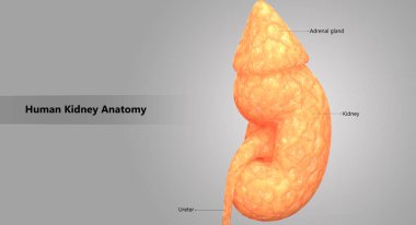 3D illüstrasyon insan üriner sistem anatomisi