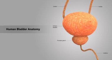 3D illüstrasyon insan üriner sistem anatomisi