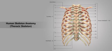 3D illüstrasyon insan iskelet sistemi torasik iskelet anatomi