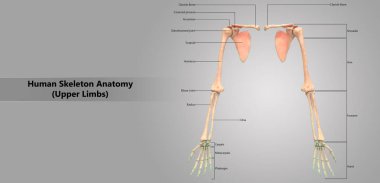 3D illüstrasyon insan iskelet sistemi üst ekstremite anatomi