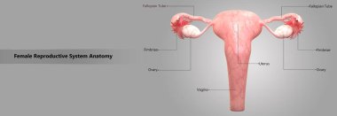 Female Reproductive System Anatomy clipart