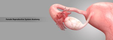 Kadın Üreme Sistemi Anatomisi
