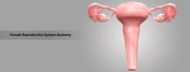 Kadın Üreme Sistemi Anatomisi