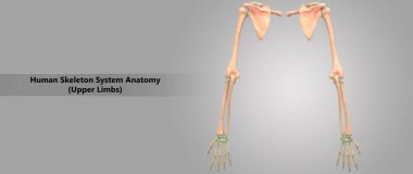 3D illüstrasyon insan iskelet sistemi üst ekstremite anatomi