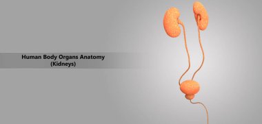 3D illüstrasyon insan üriner sistem anatomisi