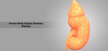 3D illüstrasyon insan üriner sistem anatomisi