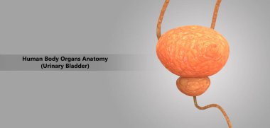 3D illüstrasyon insan üriner sistem anatomisi