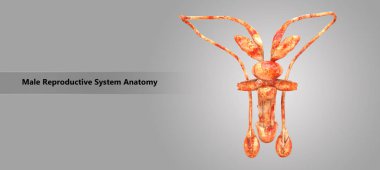 Erkek üreme sisteminin anatomi 3D çizimi