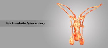 Erkek üreme sisteminin anatomi 3D çizimi