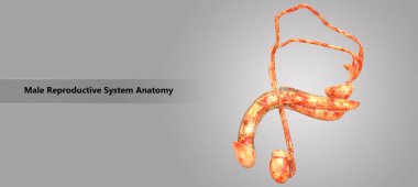 Erkek üreme sisteminin anatomi 3D çizimi