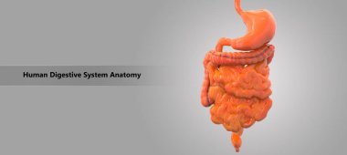 İnsan sindirim sistemi anatomisi 3D çizimi