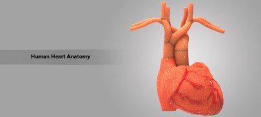 İnsan kalp anatomisinin 3D çizimi