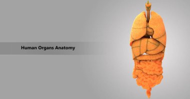 3D illüstrasyon insan vücudunun organları anatomi