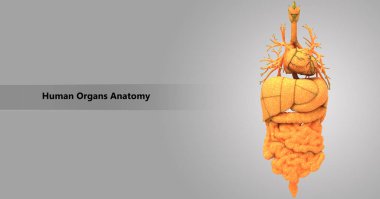 3D illüstrasyon insan vücudunun organları anatomi