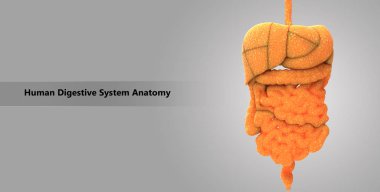 İnsan sindirim sistemi anatomisi 3D çizimi