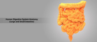 İnsan sindirim sistemi anatomisi 3D çizimi