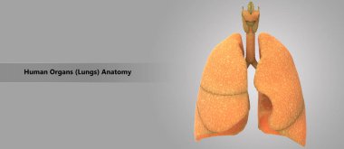 3D illüstrasyon insan solunum sistemi akciğerler anatomi