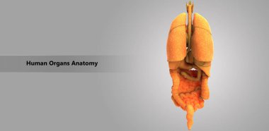 3D illüstrasyon insan vücudunun organları anatomi