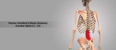 İnsan iskelet sistemi Vertebral sütunun lomber vertebra anatomisi 3D çizimi