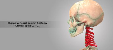 3D Illustration of Human Skeleton System Vertebral Column Cervical Vertebrae Anatomy clipart