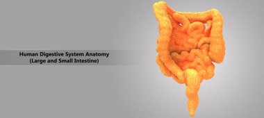İnsan sindirim sistemi anatomisi 3D çizimi