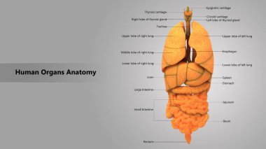 3D illüstrasyon insan vücudunun organları anatomi