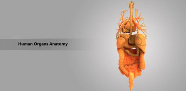 3D illüstrasyon insan vücudunun organları anatomi